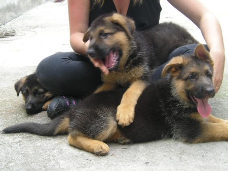 Pastor Alemão capa preta