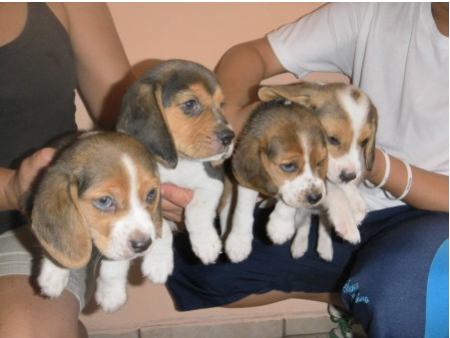 Beagle